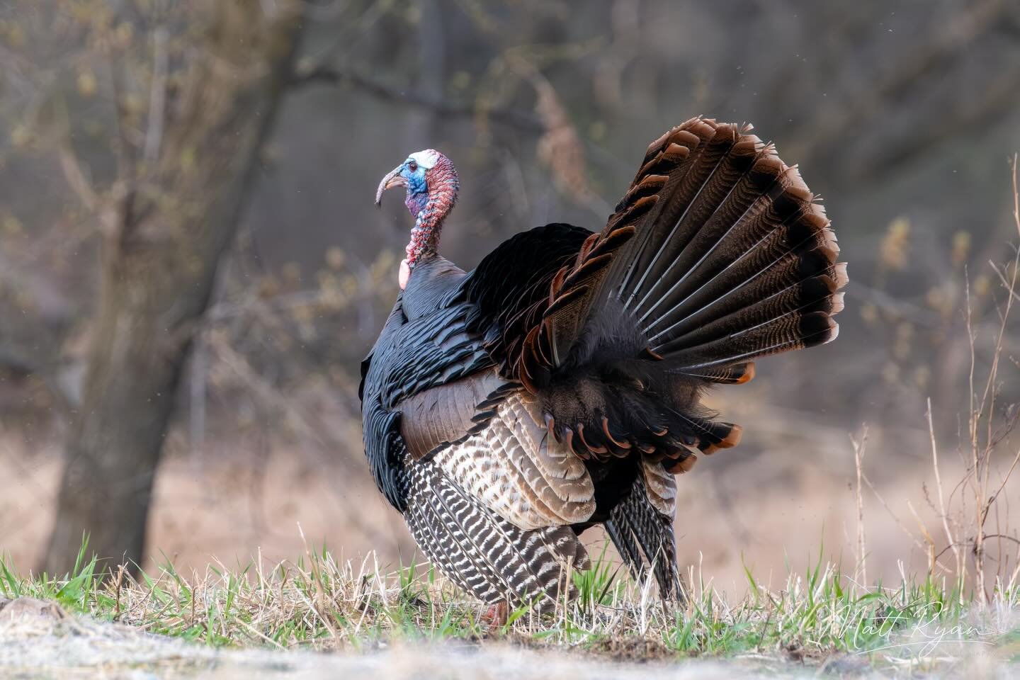 A Minnetonka Tom. 

#minnetonkaphotographer #minnetonkaturkeys #turkeystagram #fujifilm #fujixt5