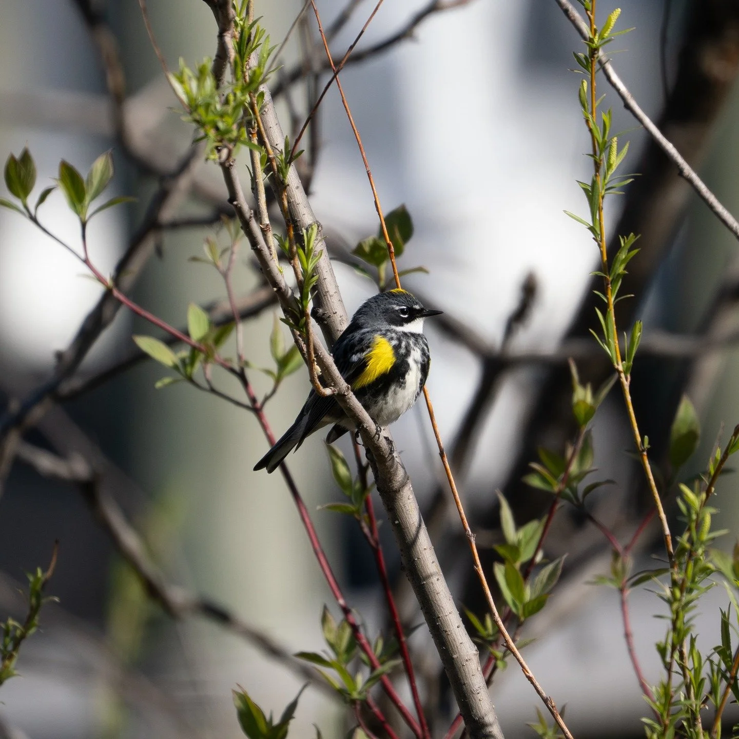 Yellow Rump Warblers, and a Palm Warbler photographed at Gray's Bay boat launch. 

#om3 #birdwatching #mnphotography #lakeminnetonka #omsystems