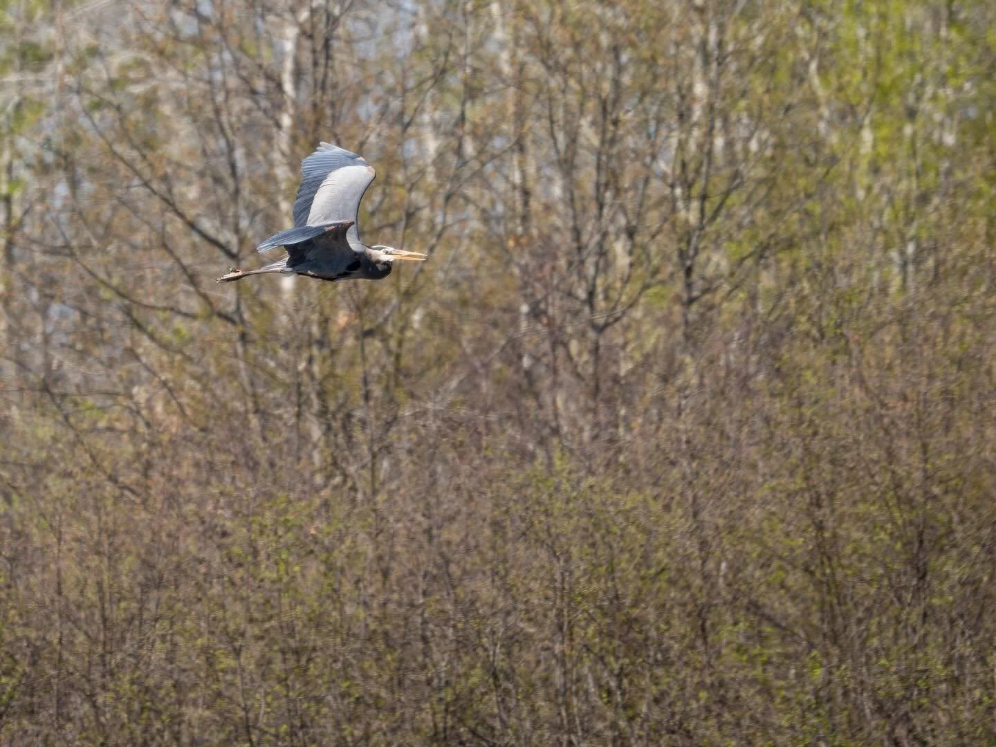 Photos taken this morning at Sherburne National Wildlife Refuge.

#birdphoto #photography #birding #minnesotabirds #omsystem