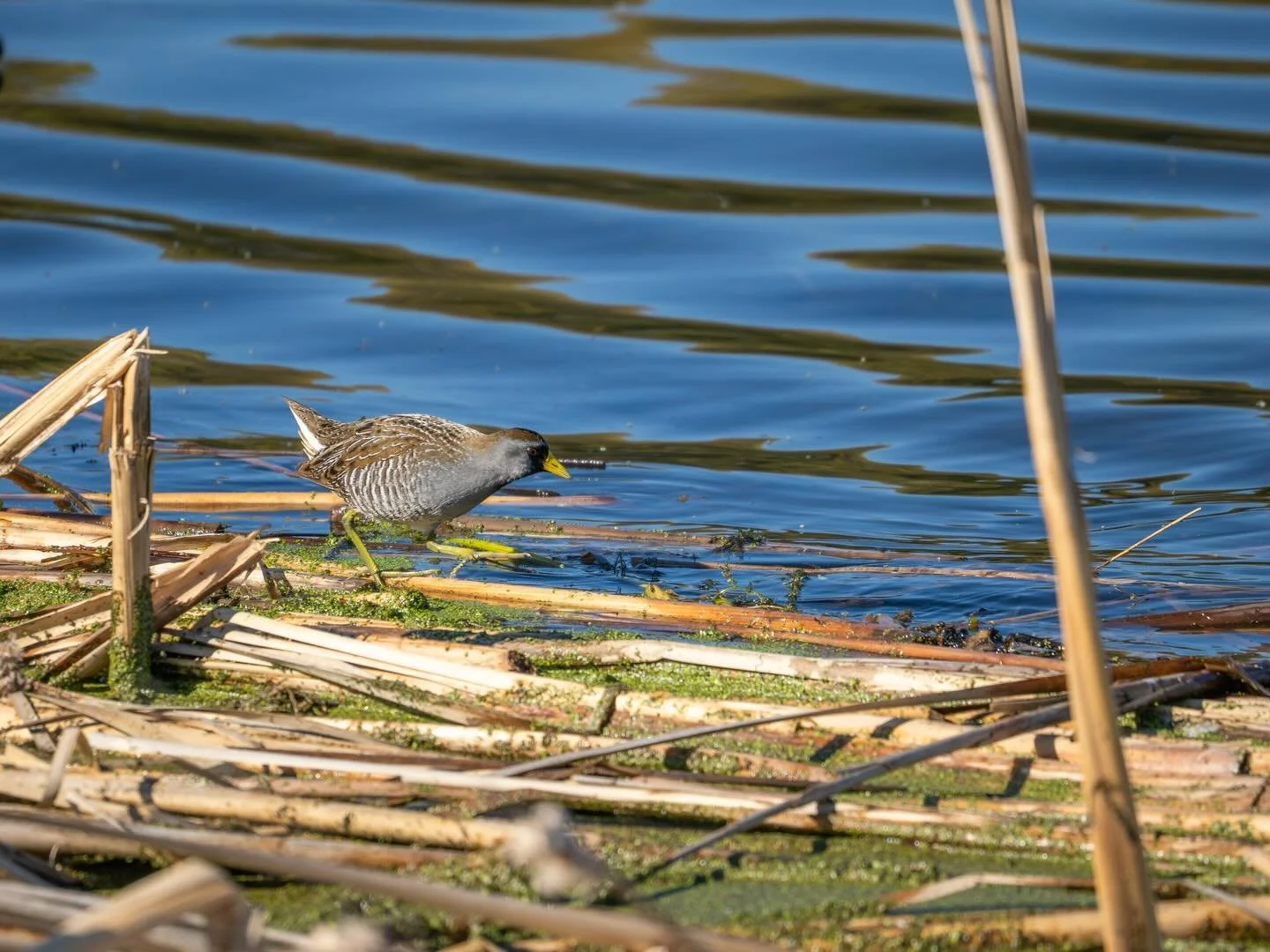 Morning birds on Long Lake. 

#omsystems #birdphotography #minnesotaphotographer #birding #minnesota