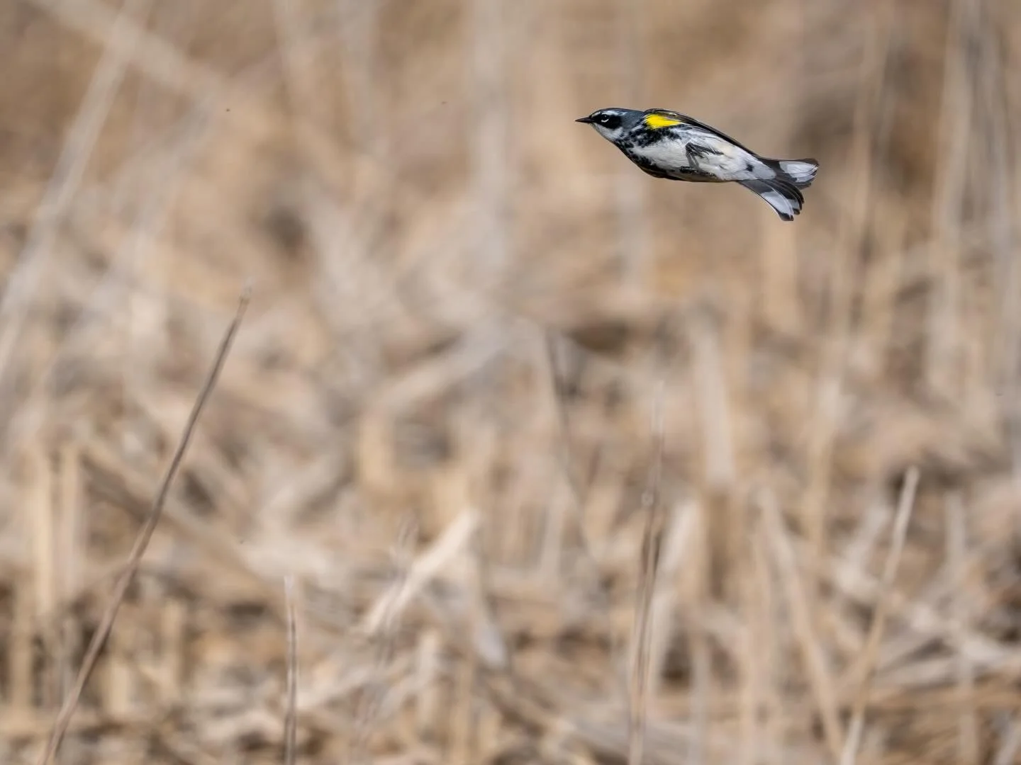 Lunch time! Yellow Rumped Warbler going after its prey. 

#omsystems #birdphotography #yellowrumpedwarbler #olympus #minnesota