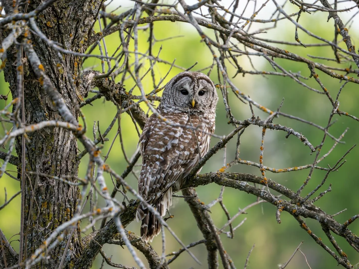 Saturdays haul of bird photos. Barred Owl and Sandhills were in Baker Park, rest were around Mound at various spots. Big thanks to my wife for spotting the Owl and Sandhills  while riding bikes. 

#owccreators #omsystems #birdsofinstagram #birdphoto 