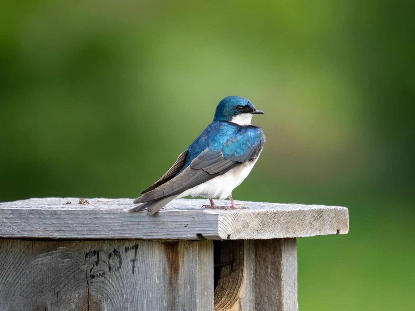 Some shots from today out in Carver Park Reserve. 

#owccreators #omsystems #minnesota #birdphoto