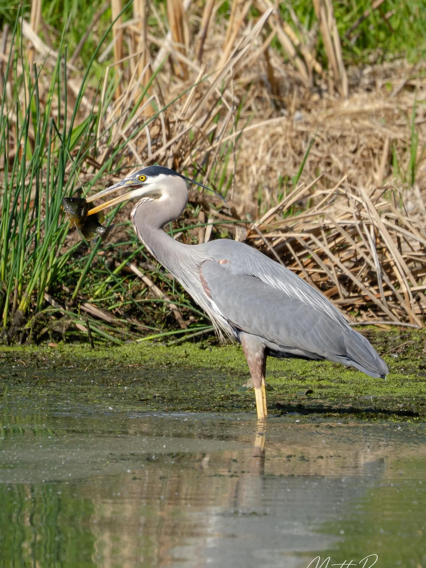 Photoshoot with an amazing model this morning. The great blue heron posed like a super model while I clicked away, no prompting needed. 
#birdingphotography #omsystems #minnesota #minnesotaphotographer #wildlifephotography