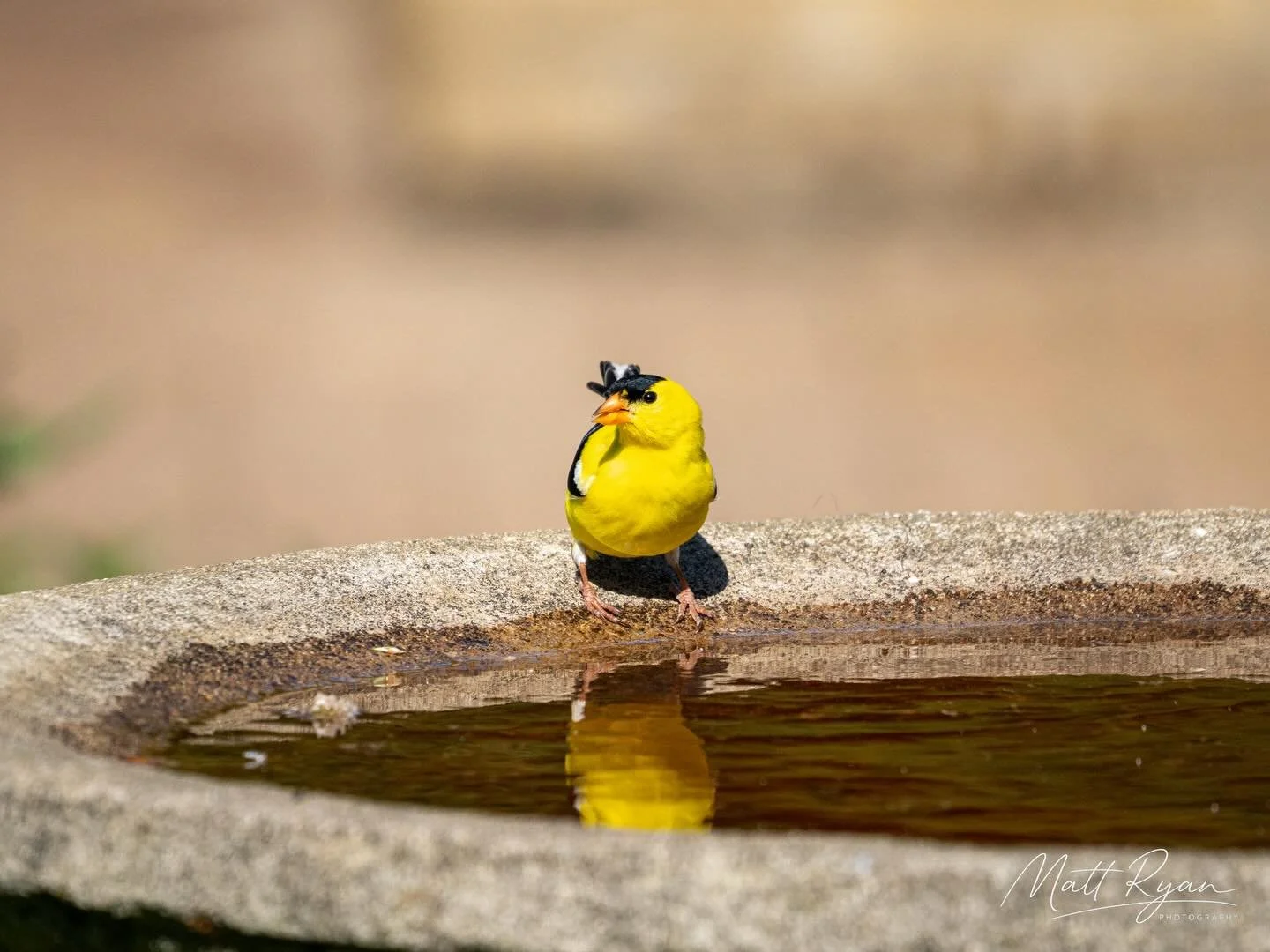 Goldfinch and Monarch. 

#omsystems #minnesotaphotographer #birdsofinstagram #birding
