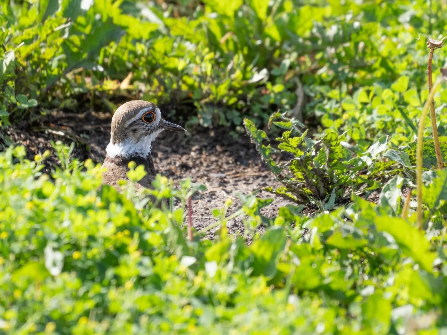 Saw this little Killdeer trying to decoy me with a fake broken wing to draw me away from her nest in the middle of a Minnetonka parking lot as I was driving by her. So I parked and watched her. Turns out her nest is in a small patch of grass between 