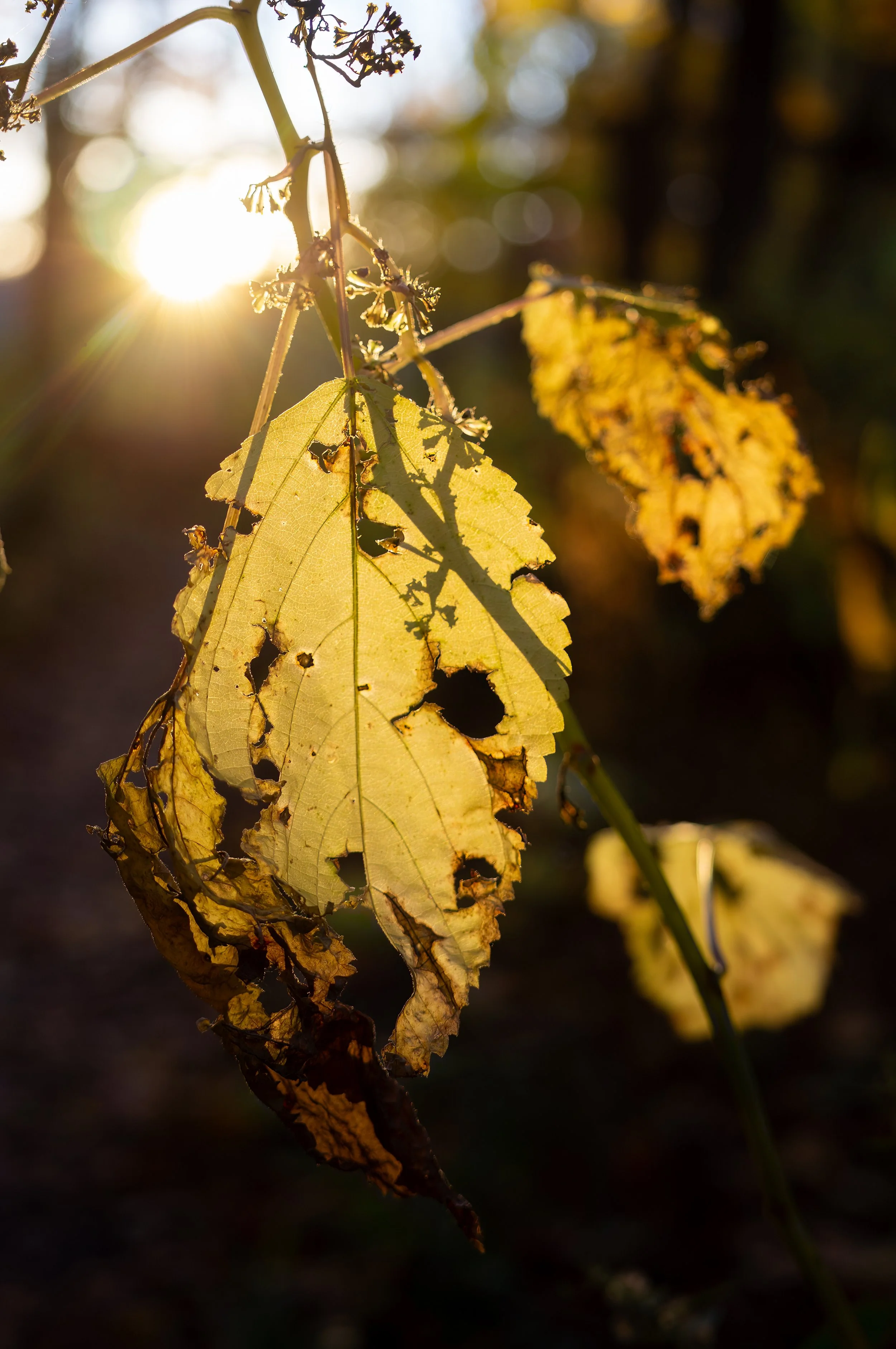 Close-up of a damaged, yellowing leaf with holes, backlit by the setting sun in a forest setting.