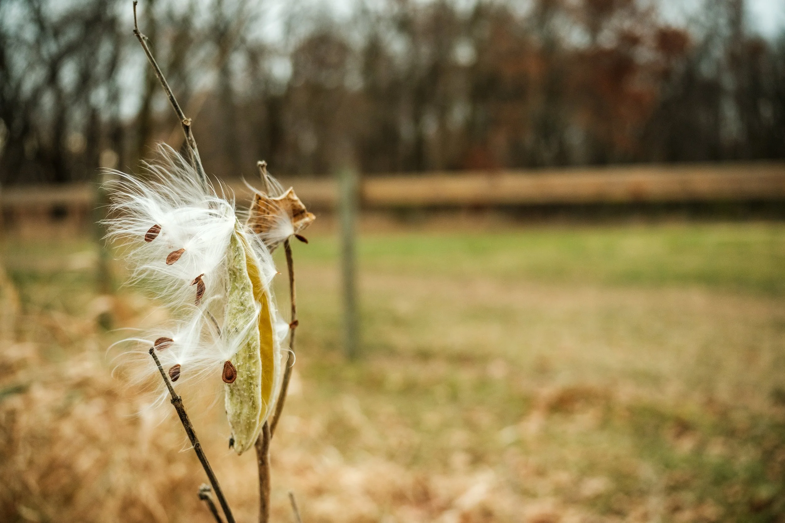 Close-up of a seed pod with white fluffy seeds and brown seed fragments attached, on a thin branch in a natural outdoor setting with blurred trees and grass in the background.
