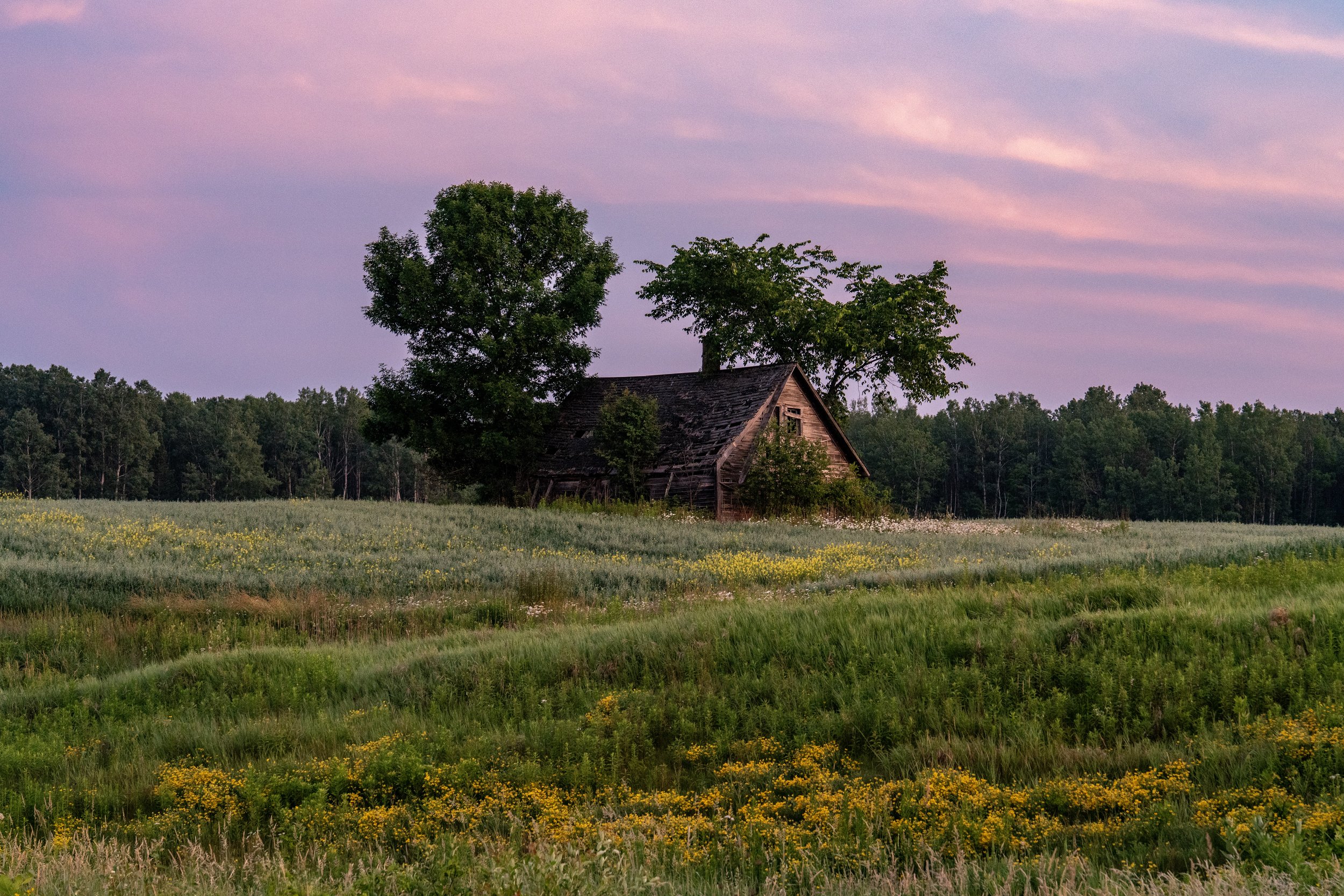 An old abandoned wooden house in a field with wildflowers, surrounded by trees during sunset with pink and purple sky.