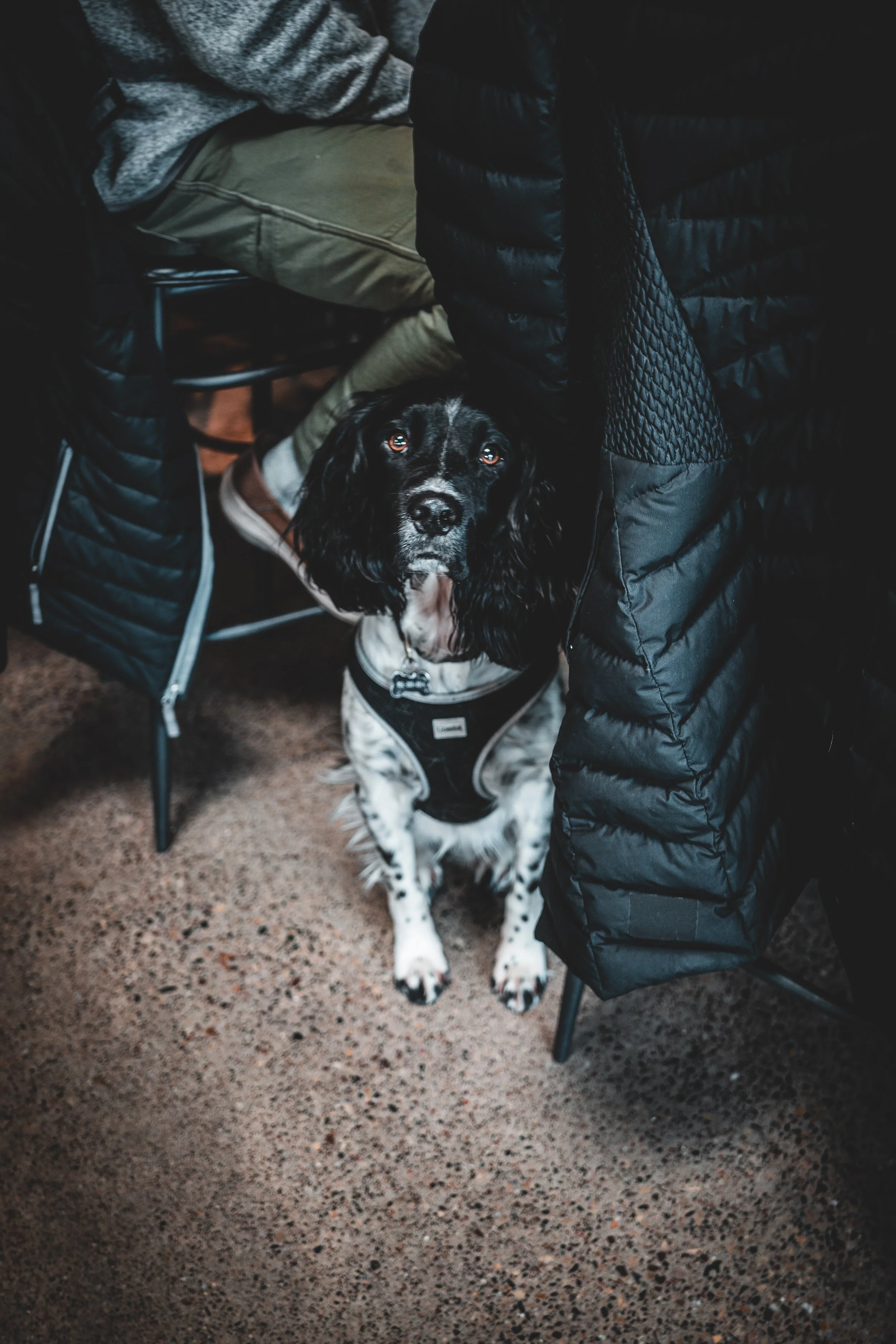 A black and white dog sitting indoors, looking up at the camera, next to a person seated at a table. The dog is wearing a black harness, and the person is dressed in beige pants and a gray sweater. The setting appears to be a casual environment with 