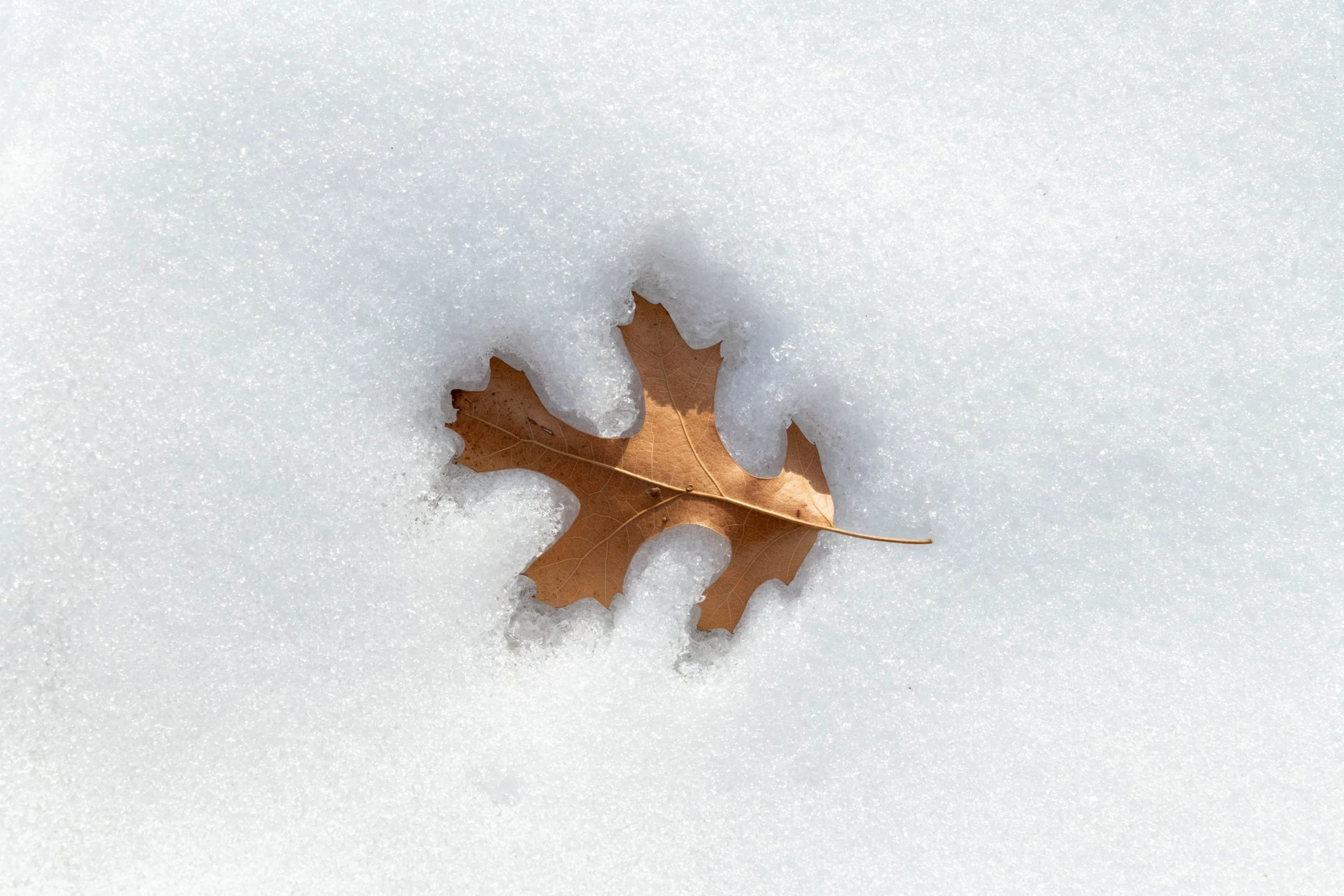 A brown oak leaf partially buried in fresh white snow.