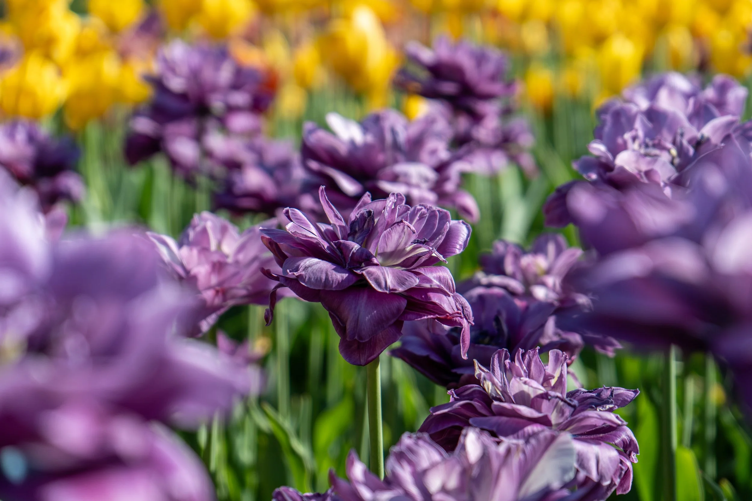 Close-up of purple tulips in a garden with yellow tulips in the background.