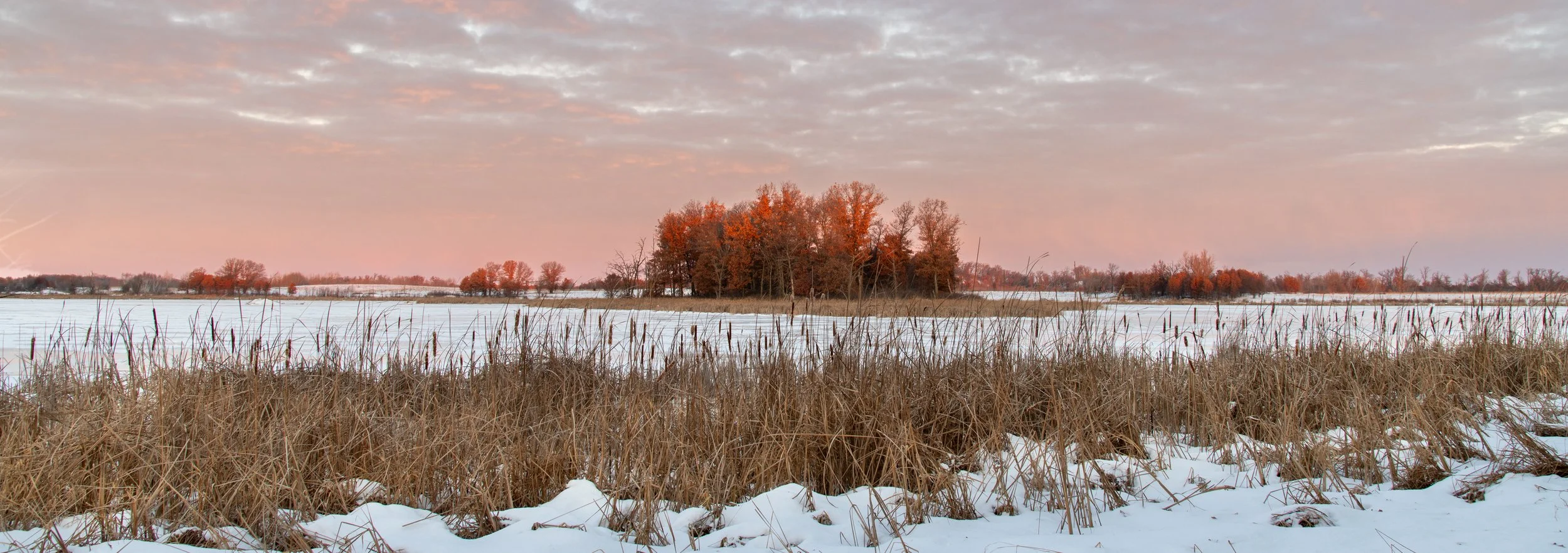 A winter landscape with snow-covered ground, dry tall grass in the foreground, and trees with orange and brown leaves in the background under a partly cloudy sky during sunset.