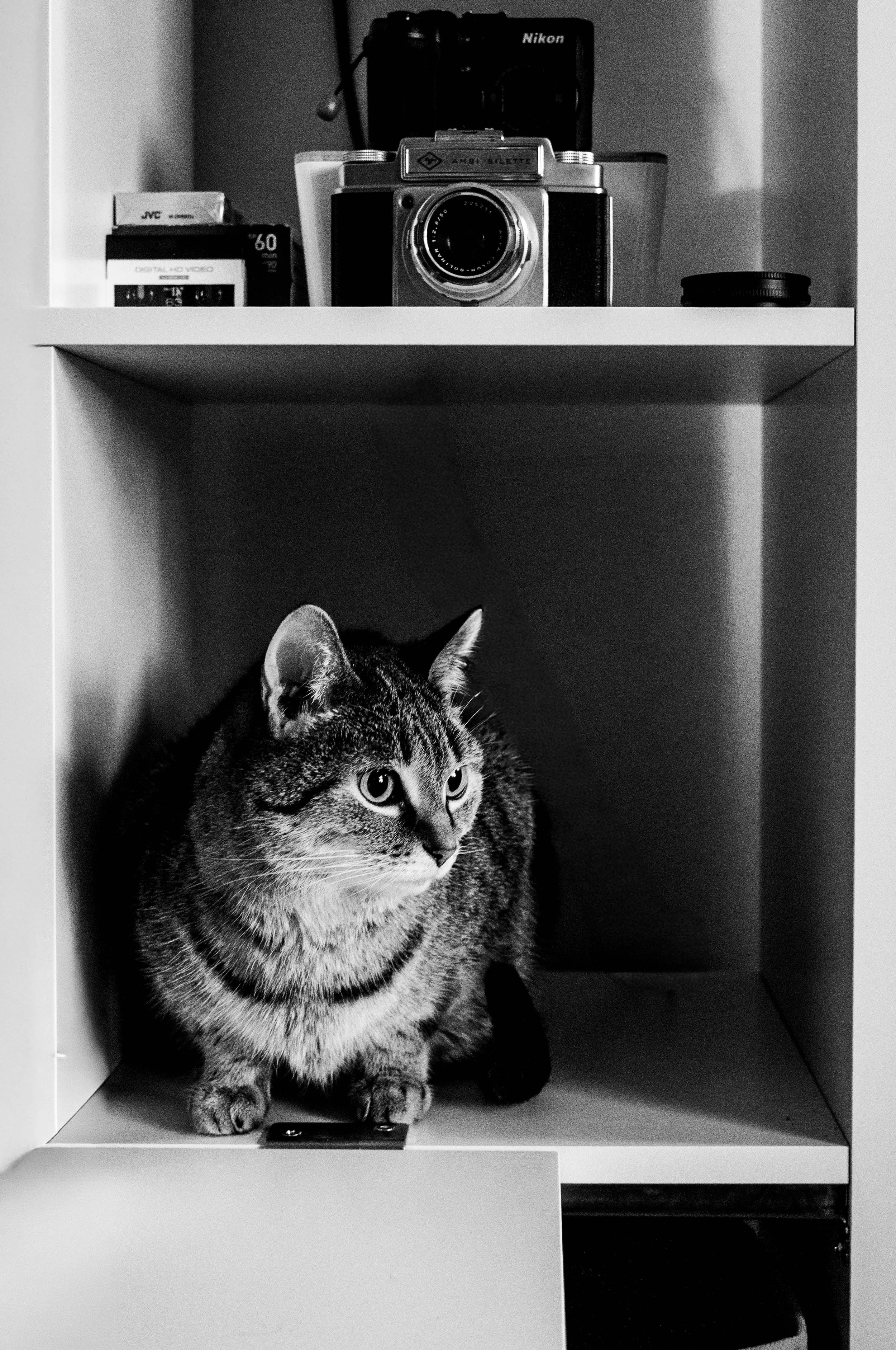 A black and white photo of a curious tabby cat sitting inside a bookshelf compartment, with vintage camera equipment and film boxes on top.