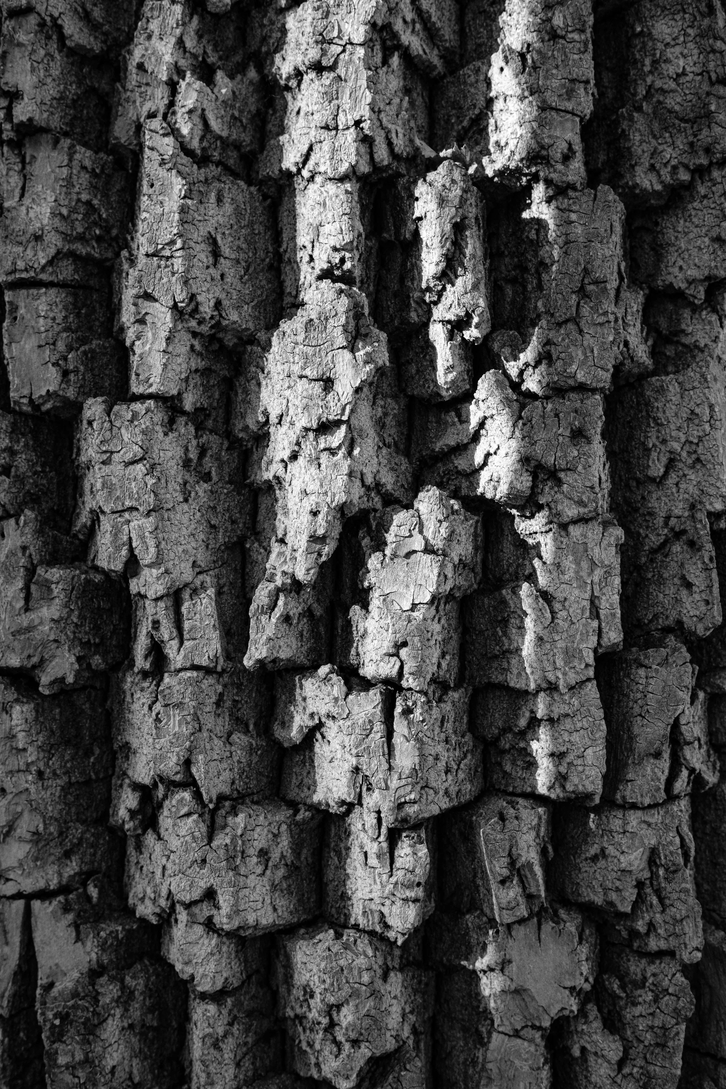 Close-up of rough, textured tree bark in black and white