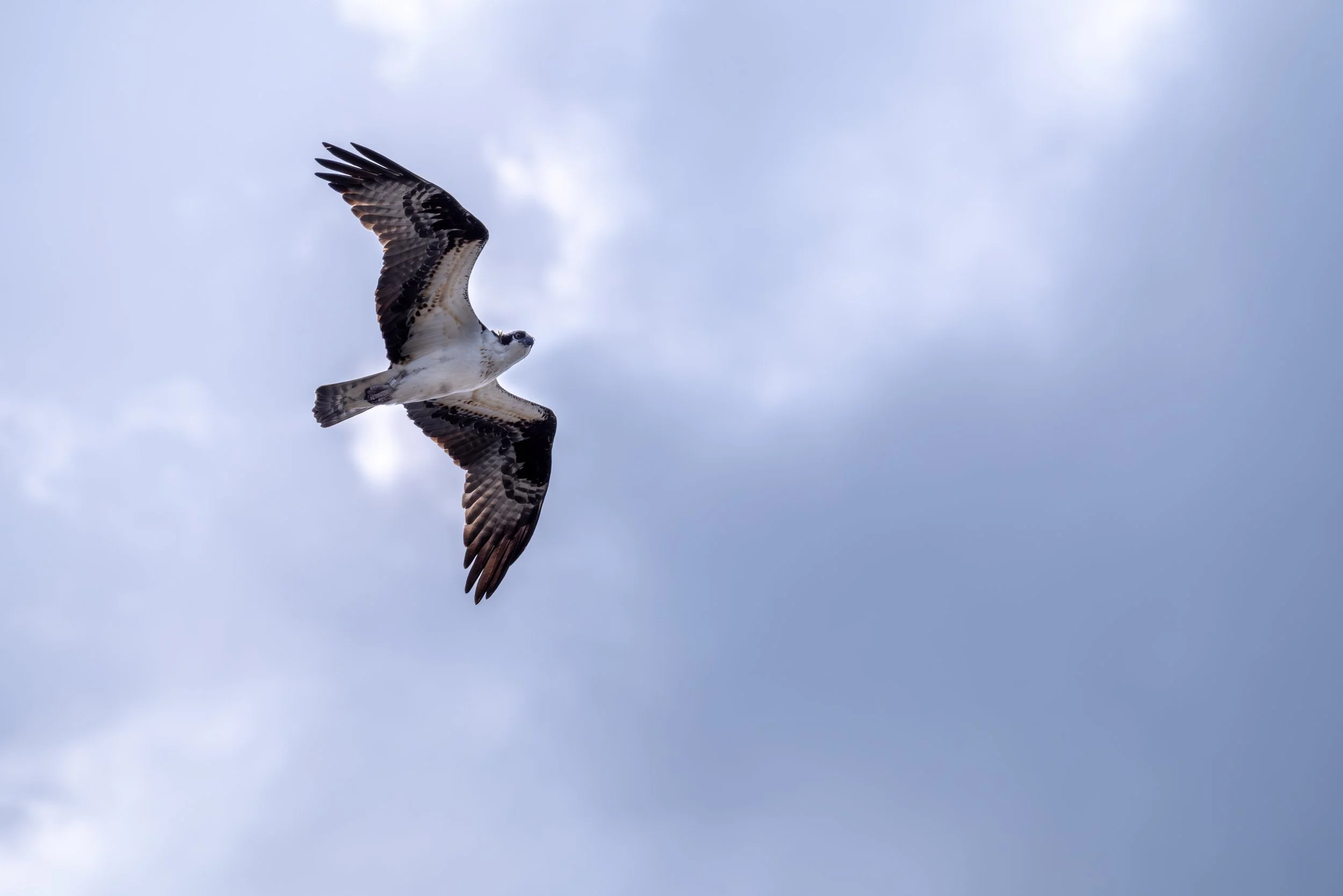 An osprey soaring in a cloudy sky with outstretched wings.