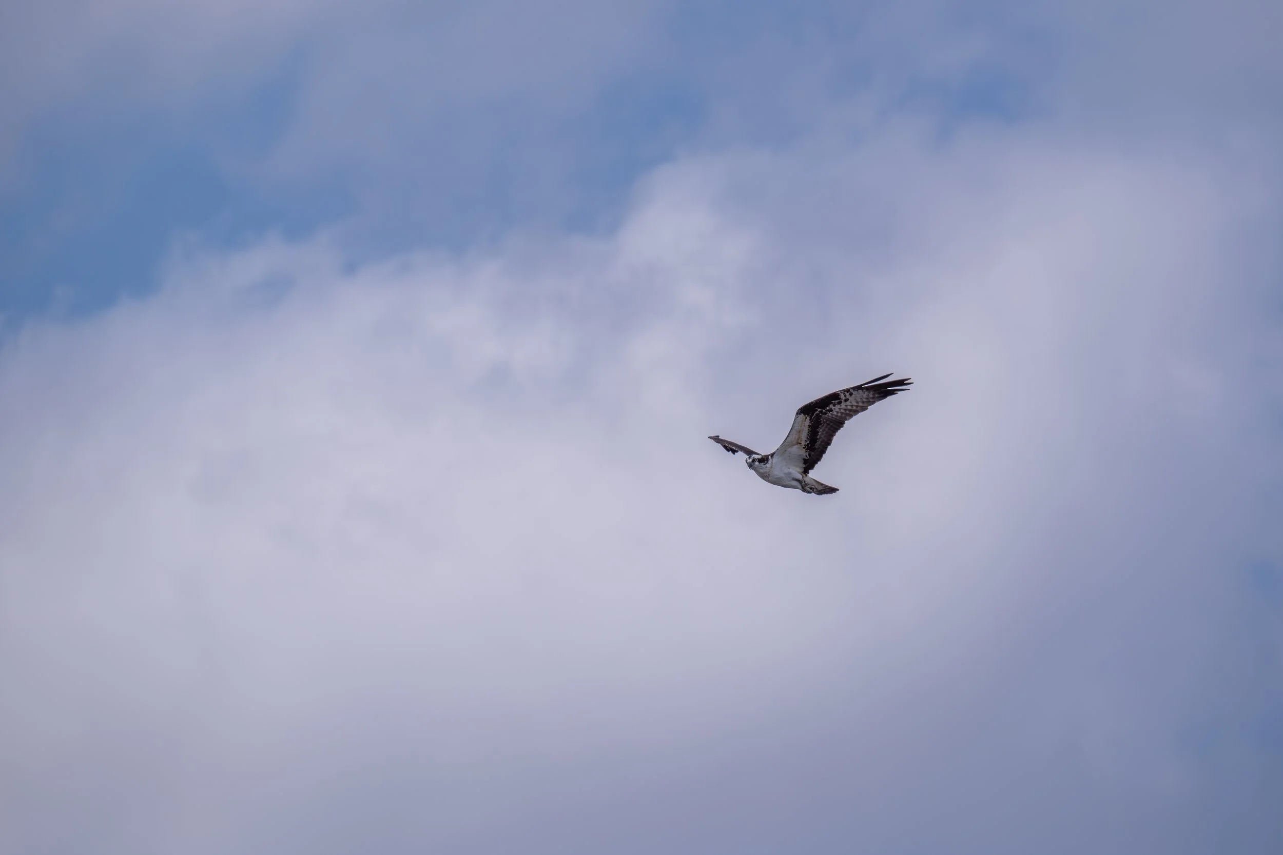A seabird flying in a partly cloudy sky.
