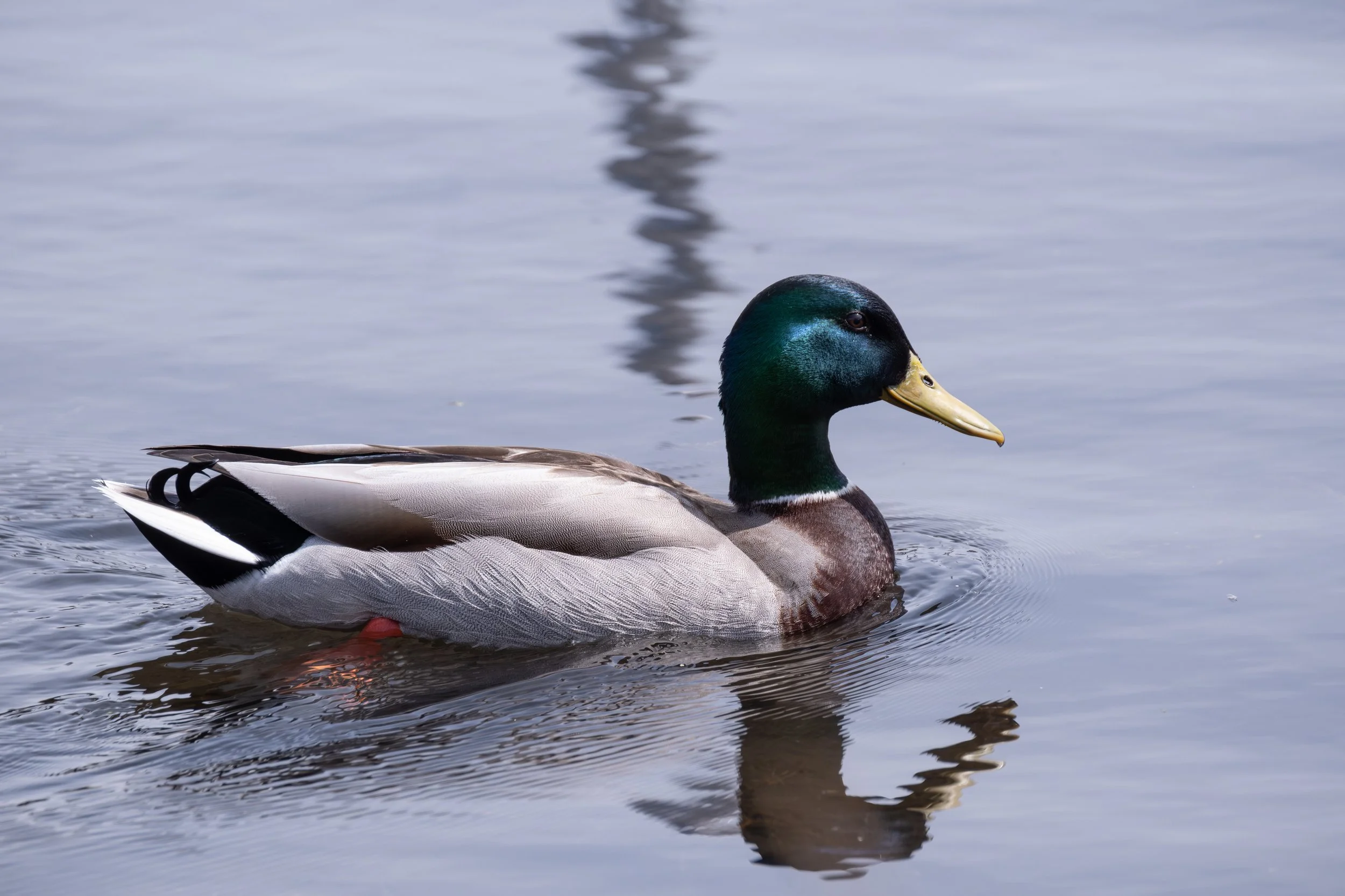 A male mallard duck swimming on a calm body of water, with its reflection visible on the surface.