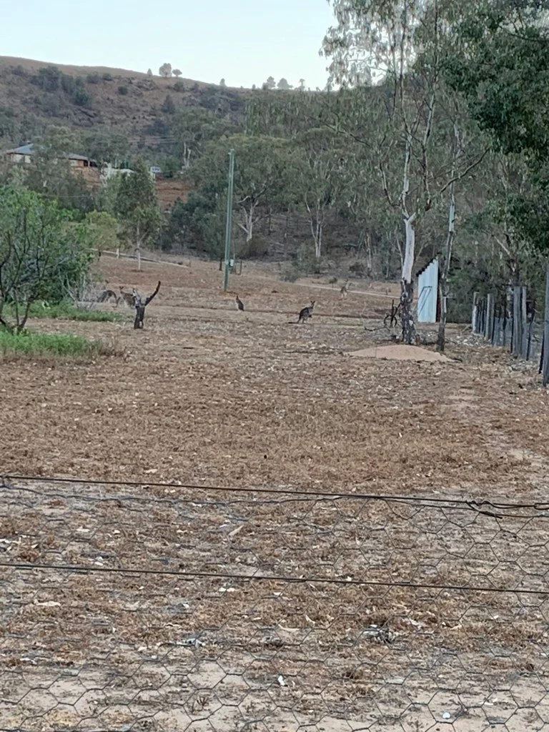 Kängurus im Nachbargarten