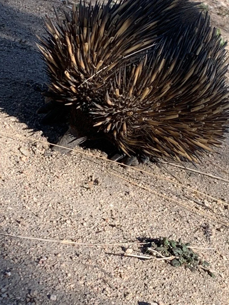 Echidna in unserem Garten