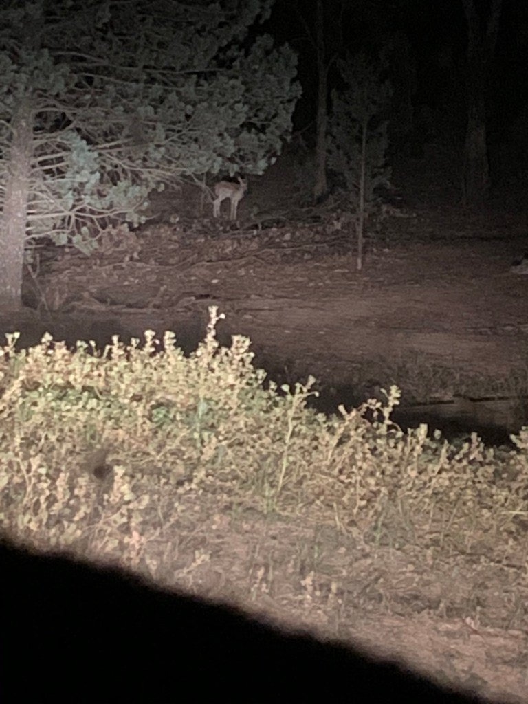Kleines Bambi auf meinem Parkplatz Zuhause
