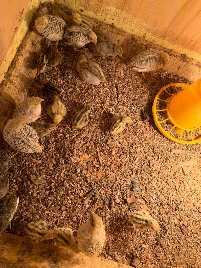 Kleine Quails…