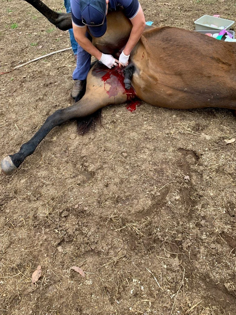 Kastration eines 2-jährigen Yearlings
