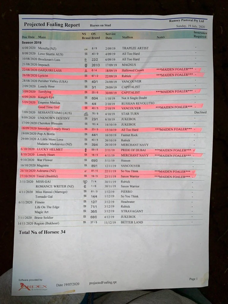 Die Liste aller schwangeren Stuten für die Saison