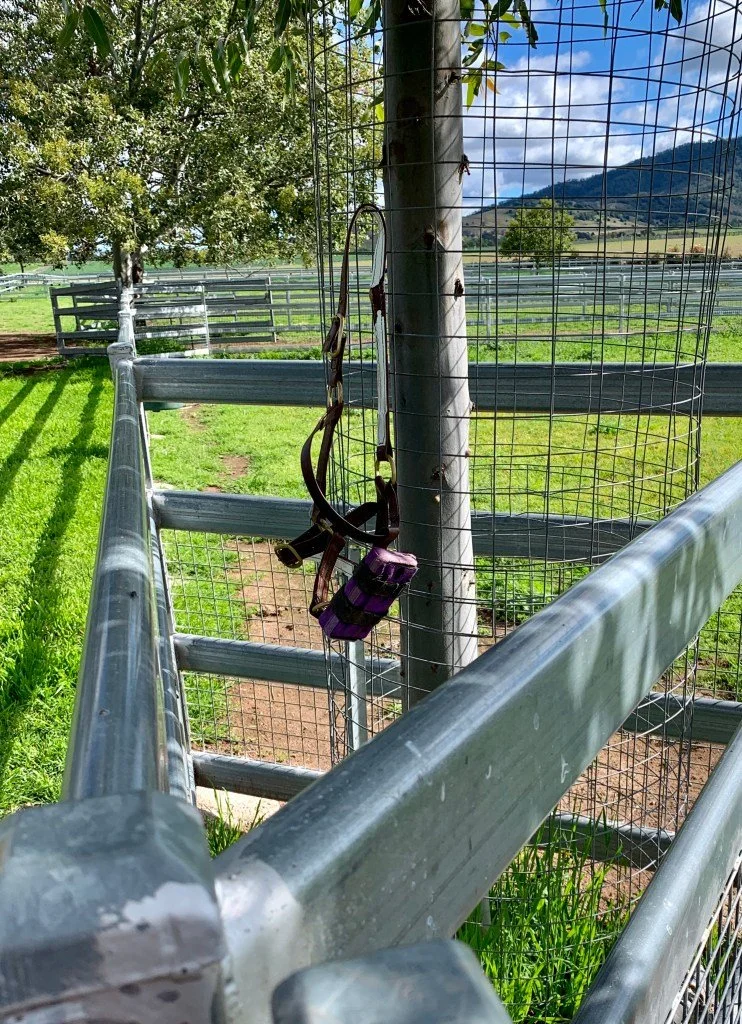 Foaling Alarm wird durch veränderte Position (beim Hinlegen) ausgelöst 