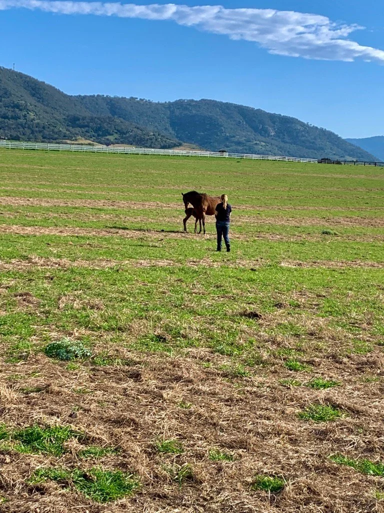 Idealerweise gebären Stuten in kleinen Paddocks, hat diesmal nicht geklappt