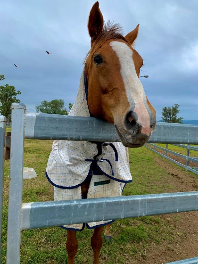 Champagne Cuddles ($2.000.000)