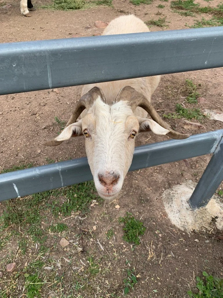 Die Farmziege Garry...