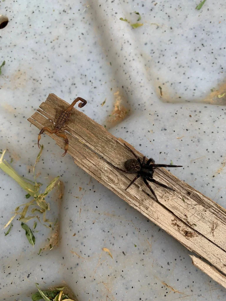 Kleiner Kampf zwischen Skorpion und Spinne