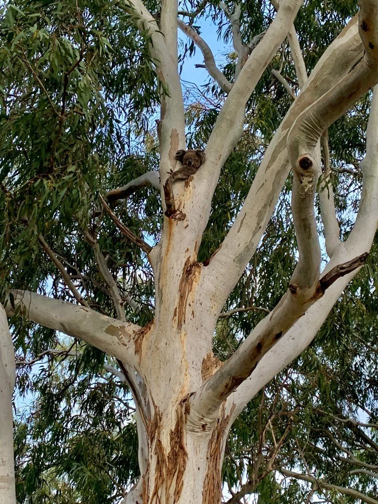 Kleiner Koala in der Schule in Mullaley