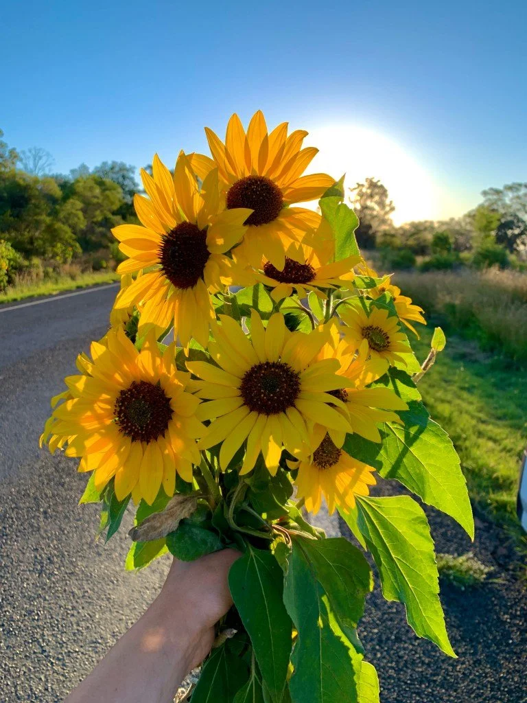 Gunnedah ist ein Reich voller Sonnenblumen