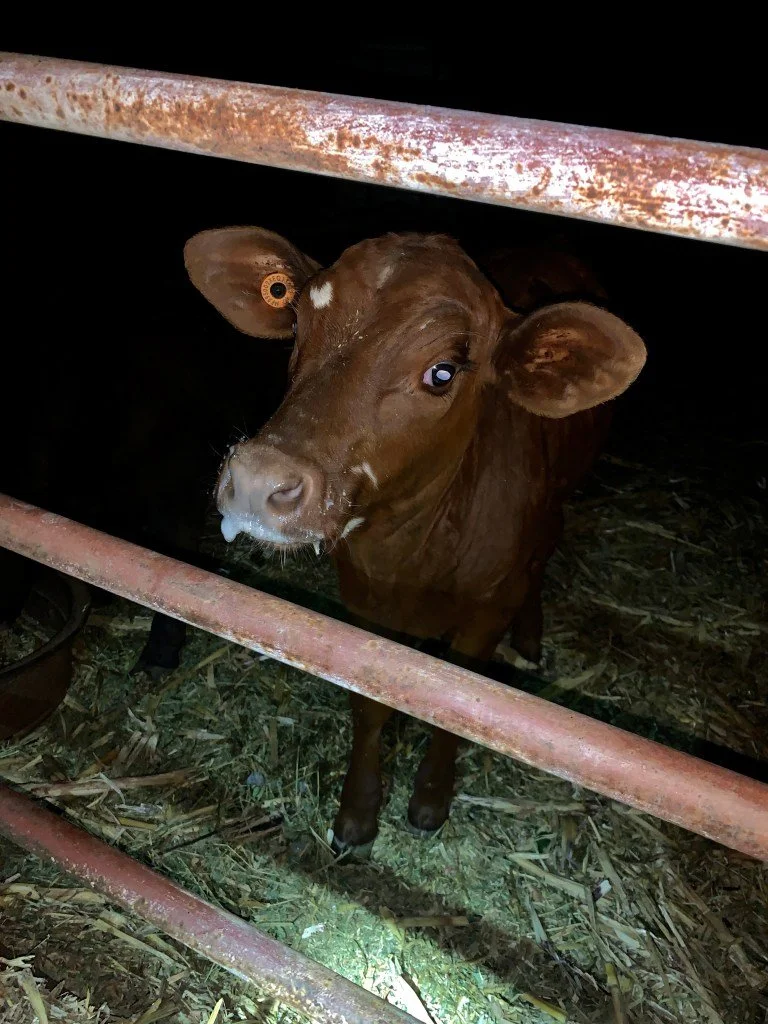 Calfy