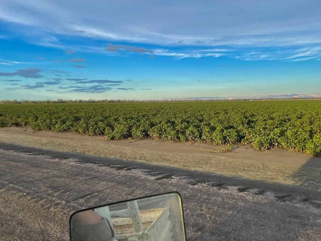 Cotton Crop