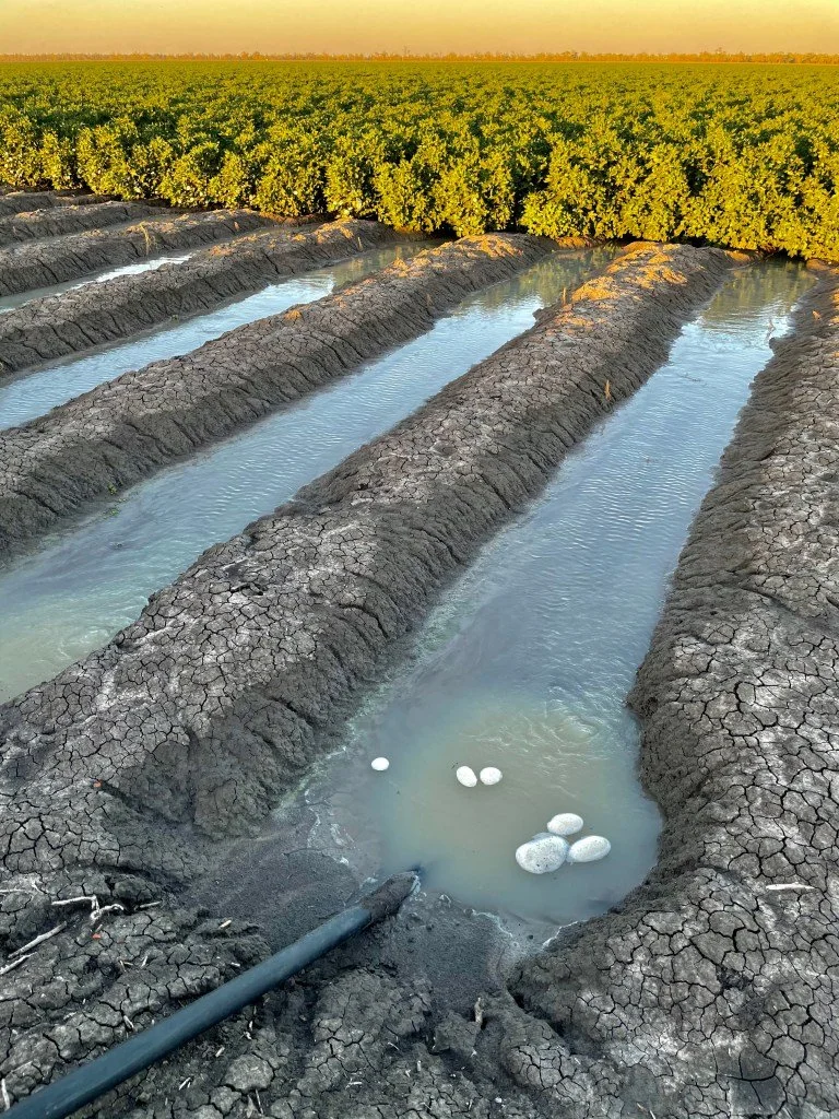 Baumwolle wird durch gleichmäßige Wasserreihen bewässert