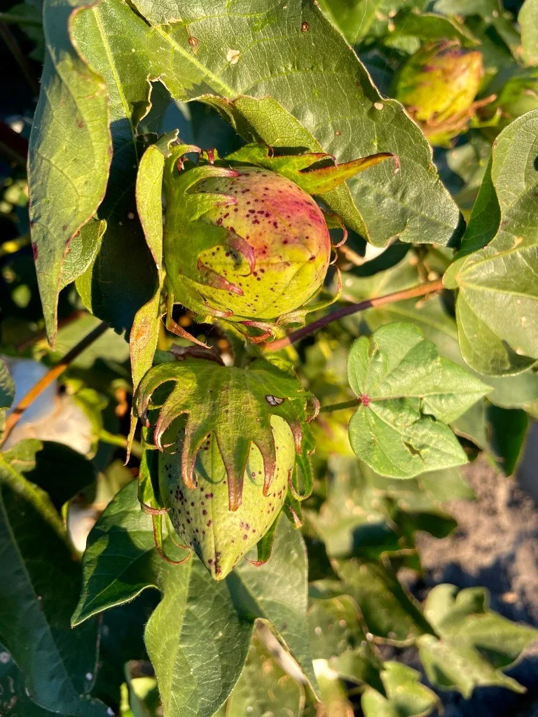 Baumwolle Frucht bevor sie sich öffnet