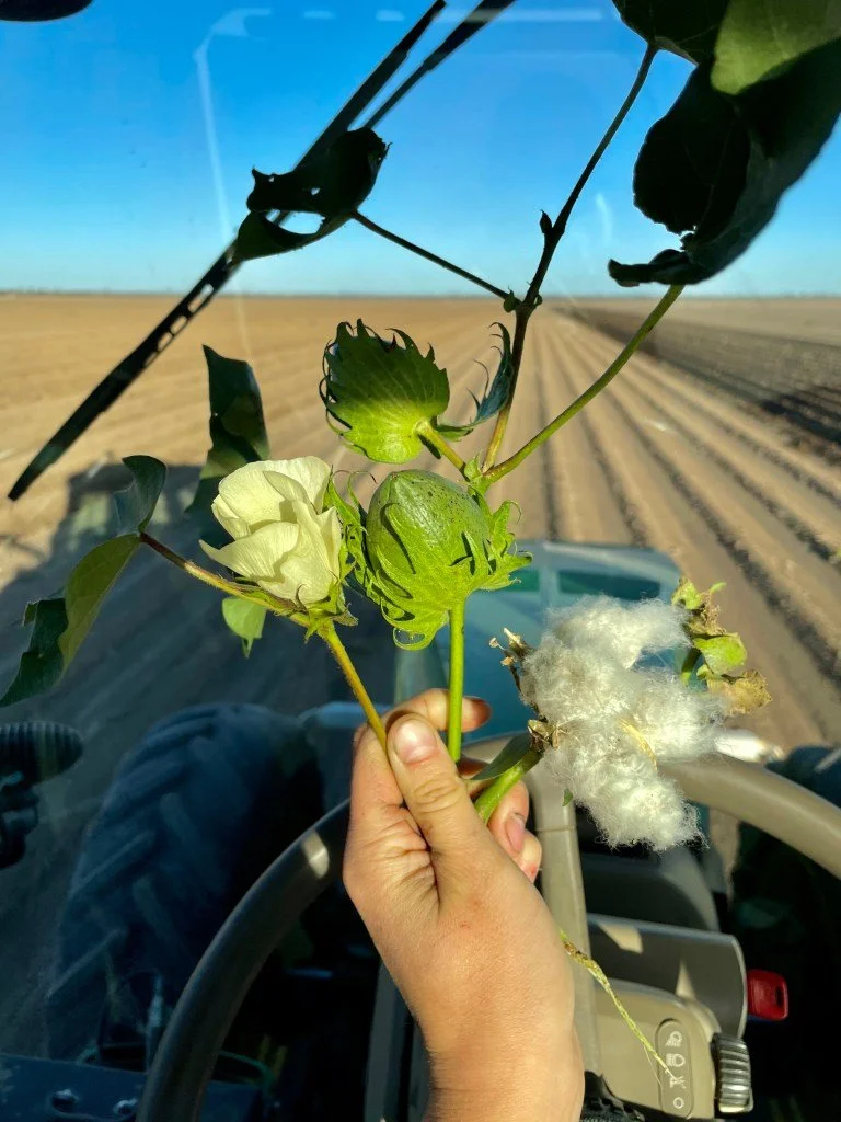 Blüte, Frucht und Baumwolle Fluff im Vergleich