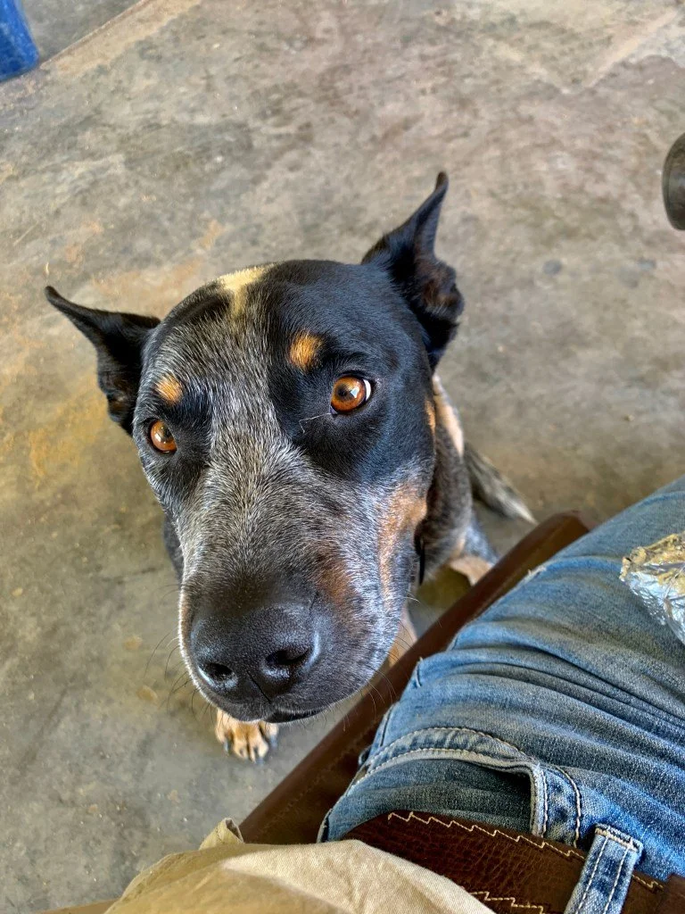 Rebel - Barrys Hund