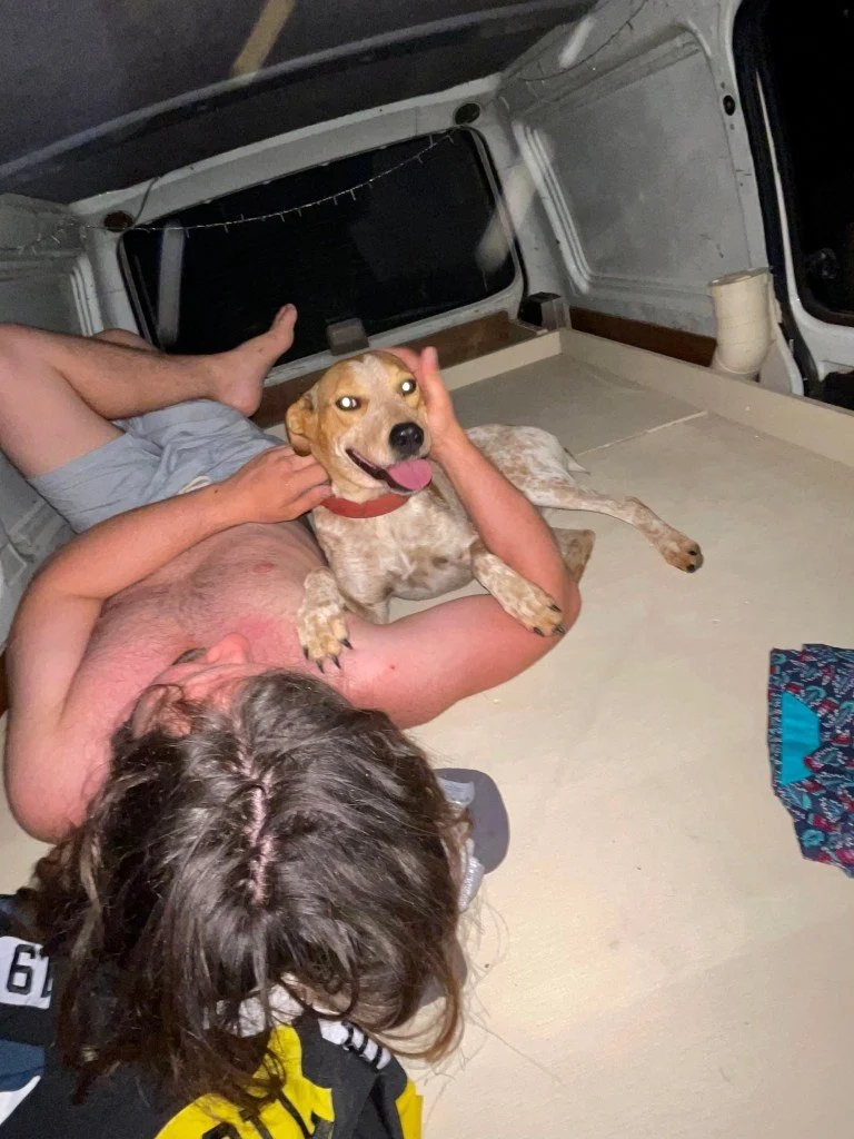 Ein fremder Hund vom Pub