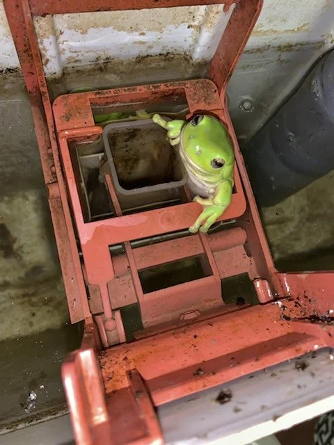 Laubfrosch (Green Tree Frog)