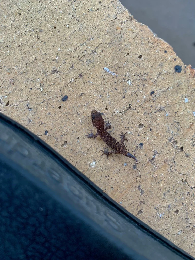 Gecko