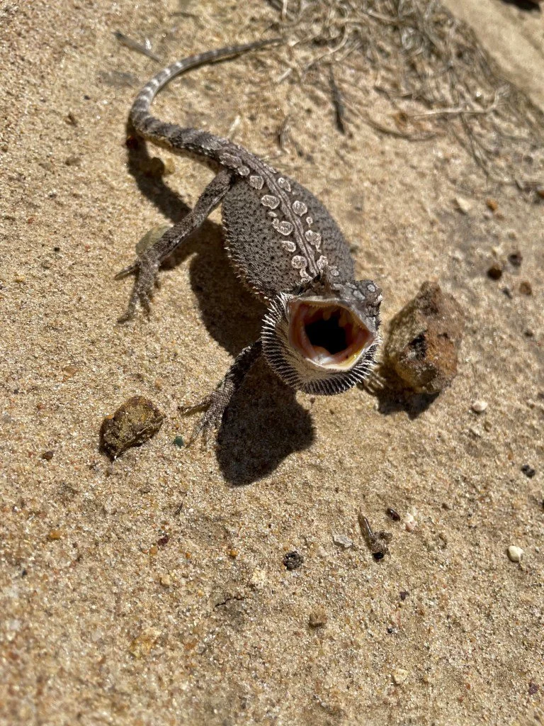 Australische Wasseragame