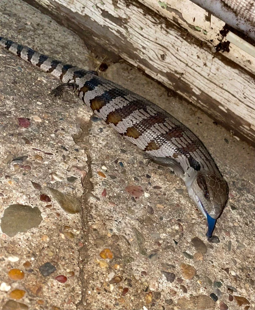 Blauzungenskink (Blue Tongue Lizard)