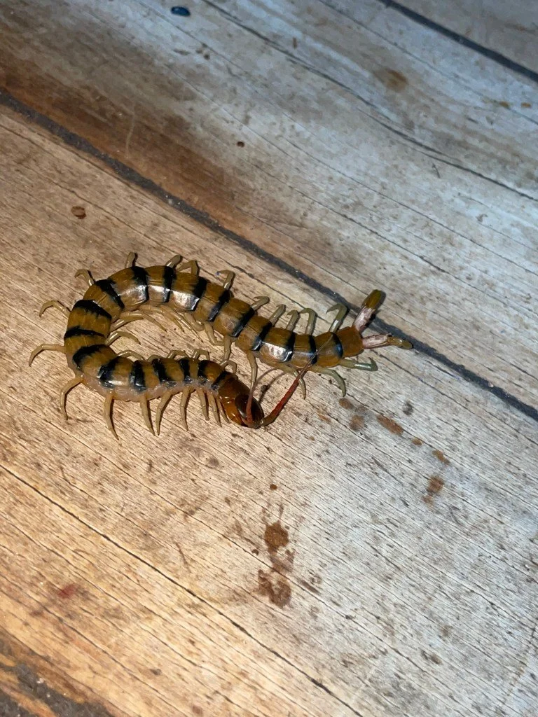 Hundertfüsser (Centipedes)