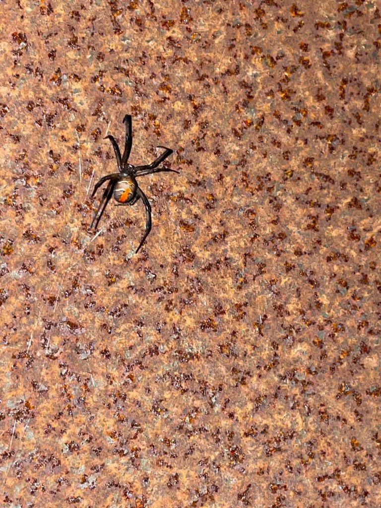 Redback Spider