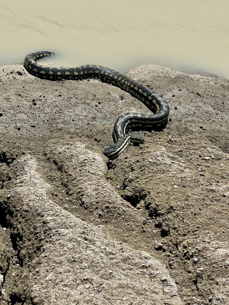 Python