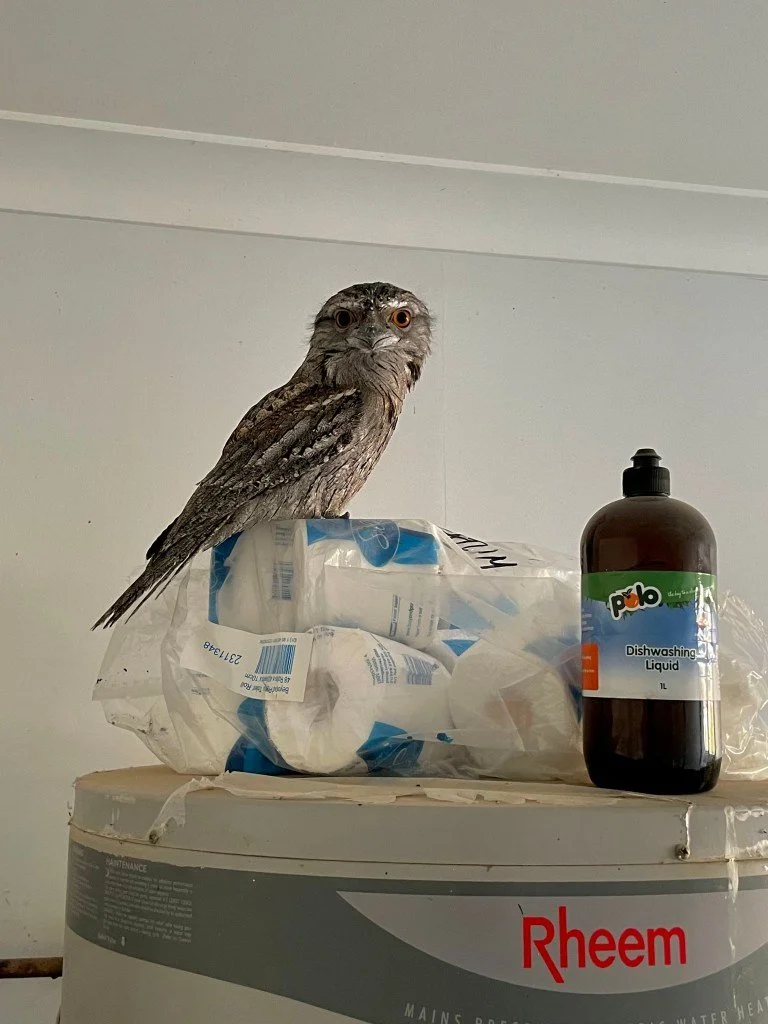 Eulenschwalm (Tawny Frogmouth)